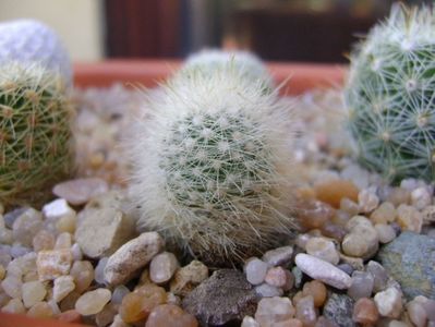 Mammillaria senilis v. albiflora