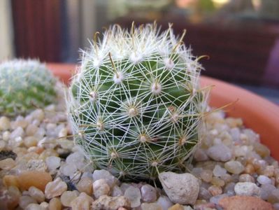 Mammillaria boolii