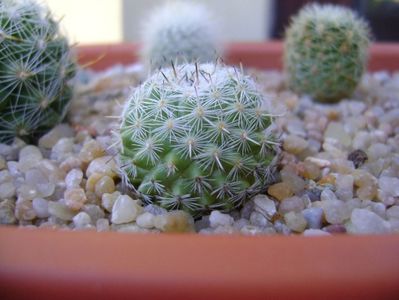 Mammillaria albata v. sanciro