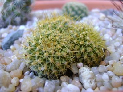 Mammillaria marksiana