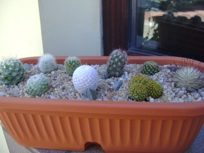 Grup de 9 Mammillaria; Mammi. herrerae
Mammi. marksiana 
Mammi. sp.
Mammi. fraileana        
Mammi. boolii
Mammi. longiflora
Mammi. albata v. sanciro
Mammi. napina
Mammi. senilis v. albiflora
