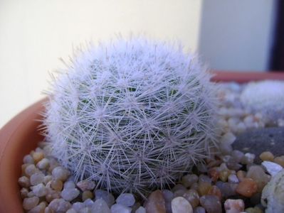 Mammillaria candida