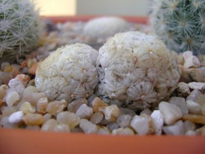 Mammillaria duwei