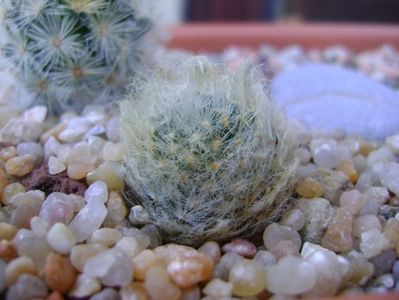 Mammillaria aureilanata