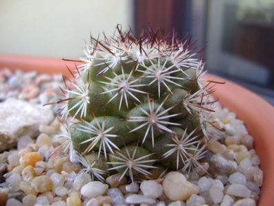 Mammillaria (Bartschella) schumannii v. globosa