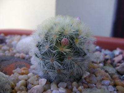 Mammillaria laui v. flavispina