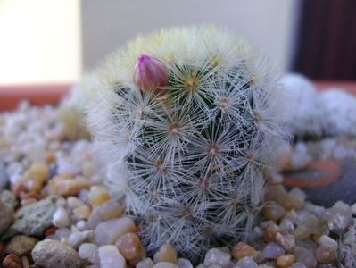 Mammillaria laui v. flavispina