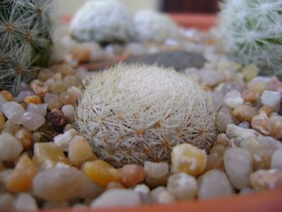 Mammillaria lasiacantha