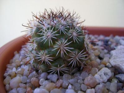 Mammillaria (Bartschella) schumannii v. globosa