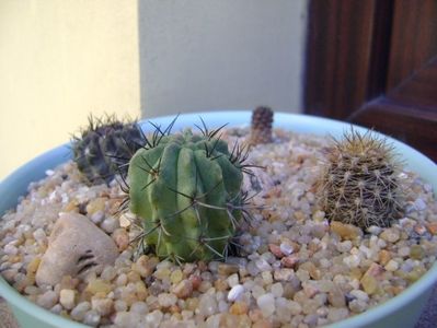 Grup de 4 Eriosyce (Neoporteria); Eriosyce heinrichiana (Neoporteria dimorpha)
Eriosyce (Neoporteria) taltalensis ssp. paucicostata 
Eriosyce (Neoporteria) crispa v. huascensis
Eriosyce (Neoporteria) subgibbosa
