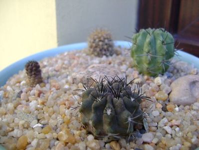 Grup de 4 Eriosyce (Neoporteria); Eriosyce heinrichiana (Neoporteria dimorpha)
Eriosyce (Neoporteria) taltalensis ssp. paucicostata 
Eriosyce (Neoporteria) crispa v. huascensis
Eriosyce (Neoporteria) subgibbosa
