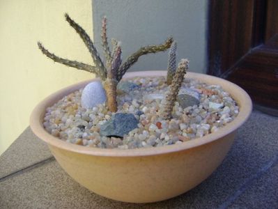 Grup de 3 Pterocactus; Pterocactus australis
Pterocactus kuntzei
Pterocactus valentinii
