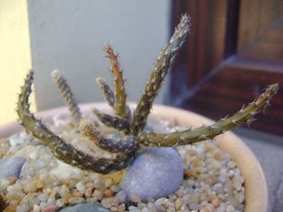 Pterocactus kuntzei