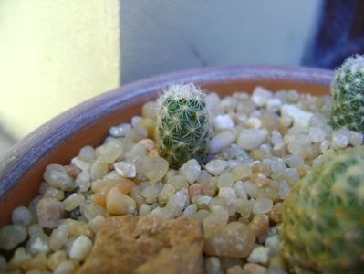 Pediocactus simpsonii, HK 1101, Garfield County, Utah