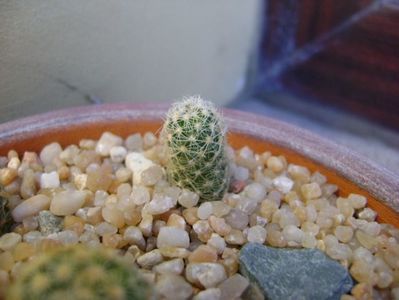 Pediocactus simpsonii, RP3