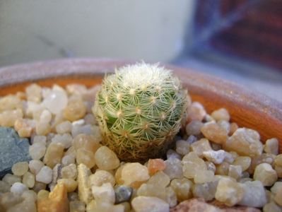 Pediocactus simpsonii v. minor, Boulder County, Colorado