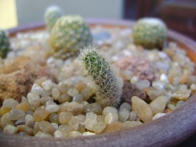 Pediocactus paradinei