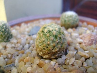 Pediocactus knowltonii