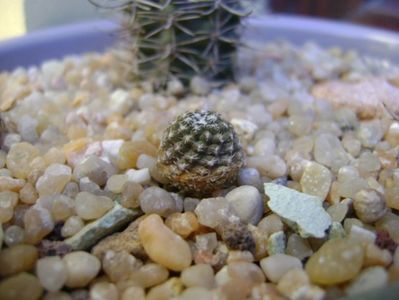 Pyrrhocactus andicola (Eriosyce curvispina v. robusta)