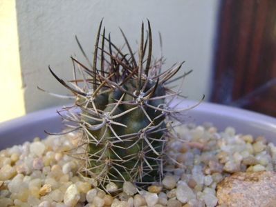 Pyrrhocactus andreaeanus (Eriosyce kattermannii), Cuesta Miranda, Arg