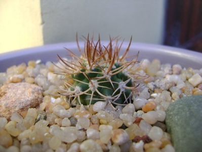 Pyrrhocactus (Eriosyce) bulbocalix