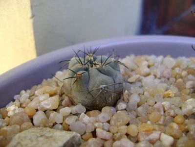 Pyrrhocactus villicumensis (Eriosyce), Sierra Villicum, Arg