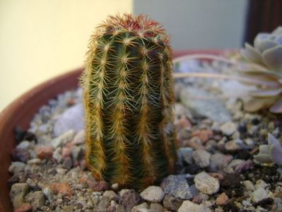 Echinocereus viridiflorus