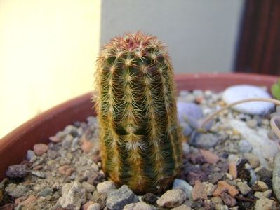 Echinocereus viridiflorus