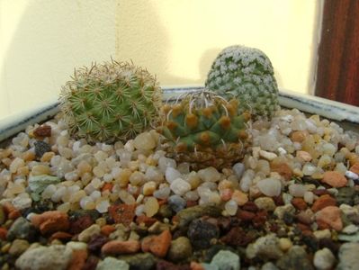 Turbinicarpus alonsoi