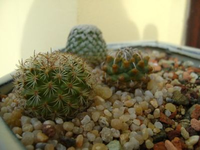 Turbinicarpus ysabelae