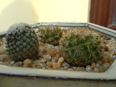 Turbinicarpus valdezianus, MM 96 Tecolotes, Zacatecas