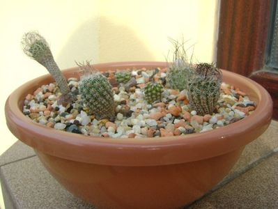 Grup de 6 Turbinicarpus; Turbinicarpus krainzianus v. minimus
Turbinicarpus v. lausserii 
Turbinicarpus dickisoniae  
Turbinicarpus gracilis
Turbinicarpus alonsoi
