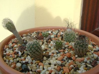 Grup de 6 Turbinicarpus; Turbinicarpus krainzianus v. minimus
Turbinicarpus v. lausserii 
Turbinicarpus dickisoniae  
Turbinicarpus gracilis
Turbinicarpus alonsoi
