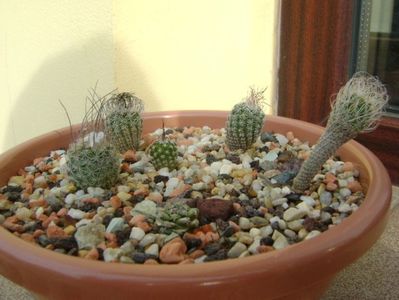 Grup de 6 Turbinicarpus; Turbinicarpus krainzianus v. minimus
Turbinicarpus v. lausserii 
Turbinicarpus dickisoniae  
Turbinicarpus gracilis
Turbinicarpus alonsoi
