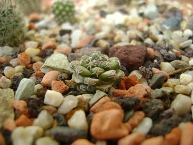 Turbinicarpus alonsoi, Xichu, Guanajuato, Mx