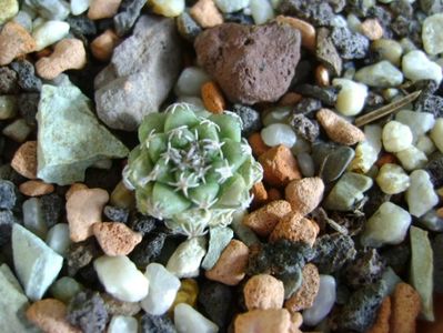 Turbinicarpus alonsoi, Xichu, Guanajuato, Mx