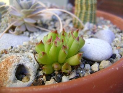 Sempervivum tectorum Oddity