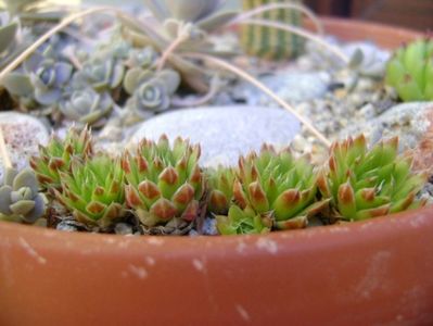 Orostachys spinosa