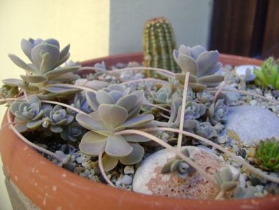 Orostachys iwarenge (Chinese dunce cap)