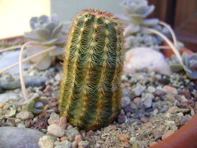 Echinocereus viridiflorus