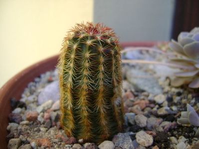 Echinocereus viridiflorus