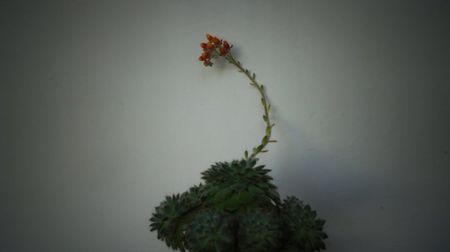 Echeveria setosa