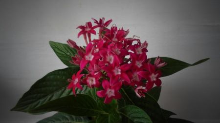 Pentas