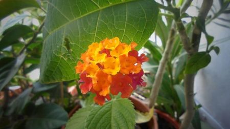 Lantana