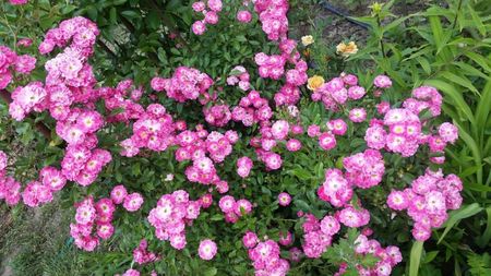 Greetings; Trandafir cultivar acoperitor,creste maxim1m si latime 1m.Flori parfumate care atrag albinele.Infloreste de 2 ori la sfarsitul primaverii si la inceputul toamnei.
