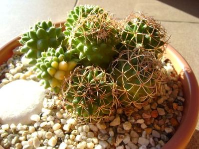 Mammillaria polythele cv. Stachellos & Mammillaria polythele ssp. obconella; colonie formata din 3 varietati de Mammillaria polythele
