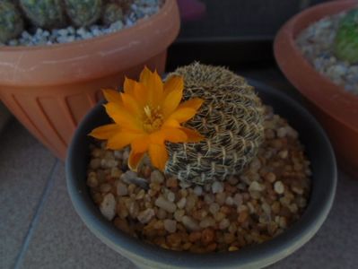 Rebutia arenacea