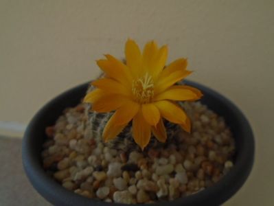 Rebutia arenacea