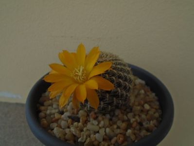 Rebutia arenacea