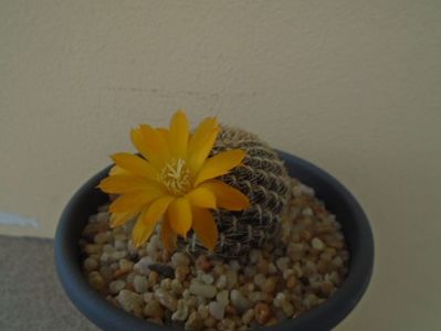 Rebutia arenacea